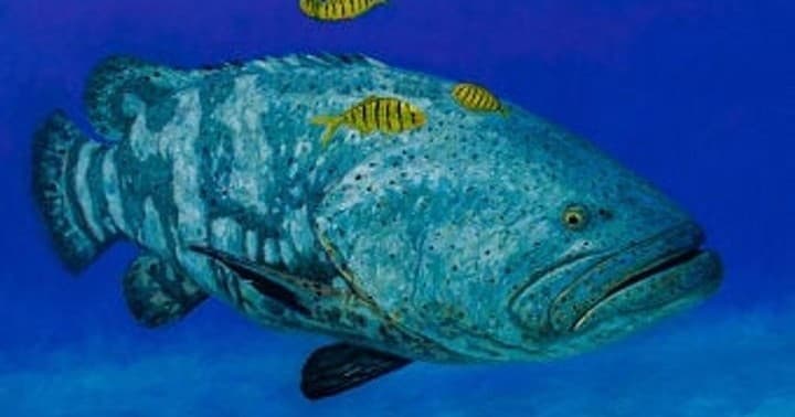 Water Activities & Goliath Grouper Fishing Adventure