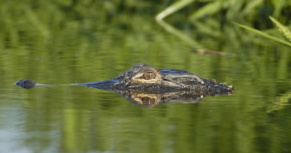 Explore North Carolina’s Alligator River: Scenic Kayak Tours in Kitty Hawk