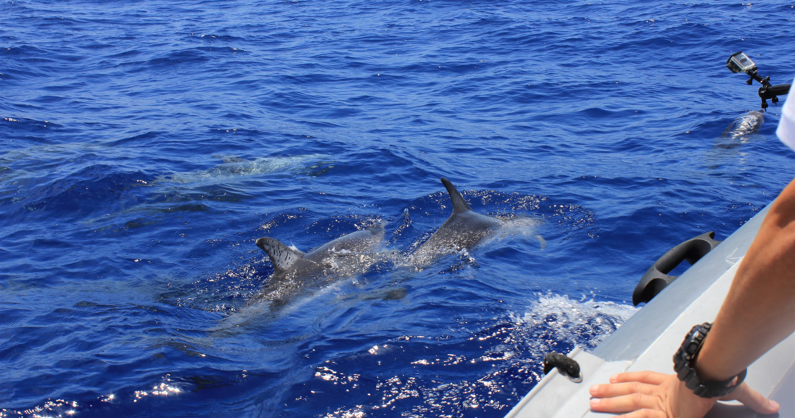 Boat tour spotting dolphins swimming near vessel in Pensacola Gulf