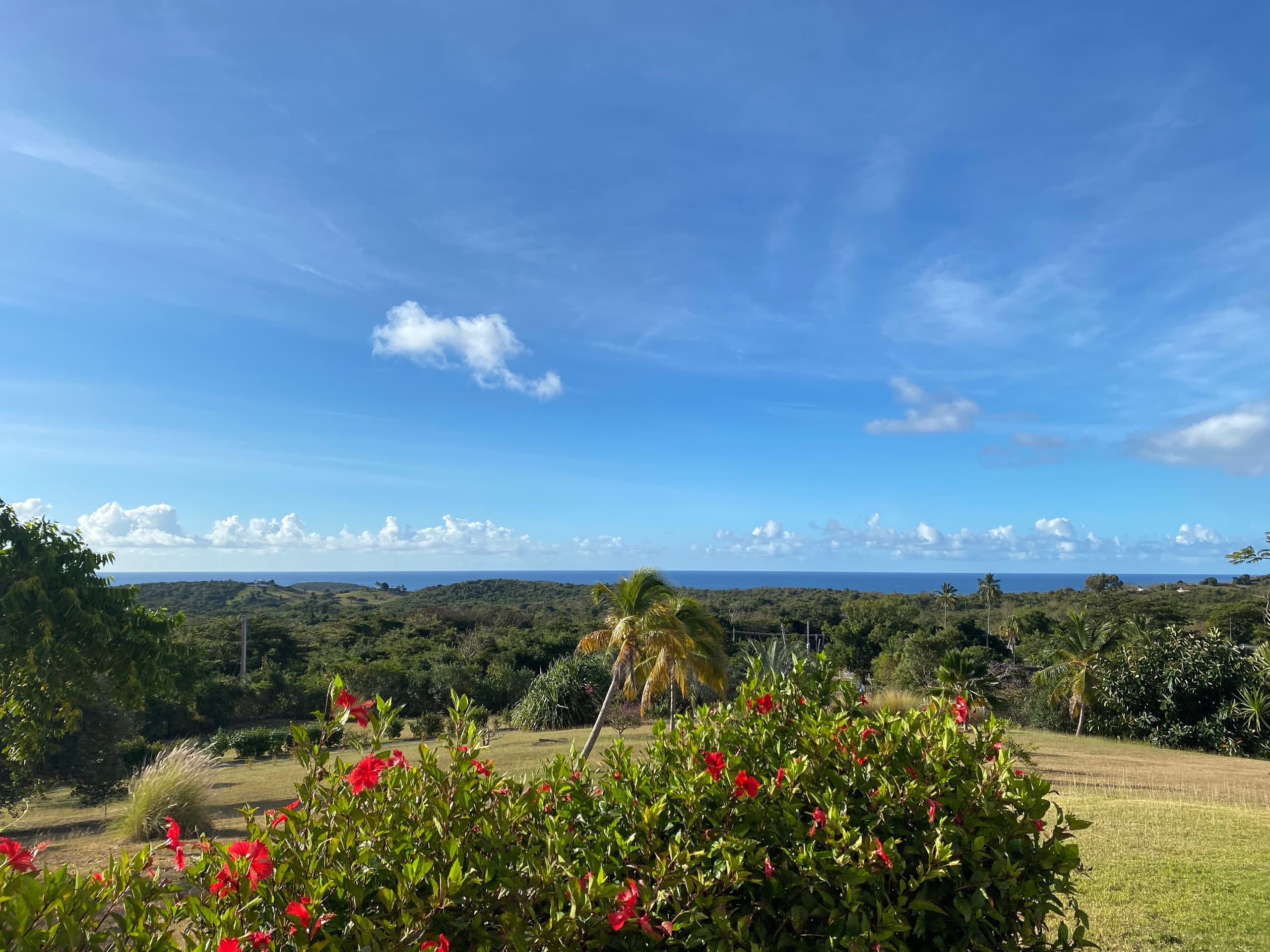 Coastal hillside vista with tropical foliage overlooking ocean