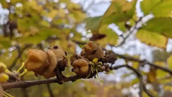 From Flowers to Seed: A Field Class at Bowman's Hill Wildflower Preserve