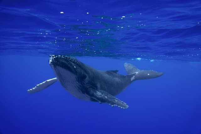 Deep Wisdom Premiere: Underwater Film Reveals Maui's Humpback Whales
