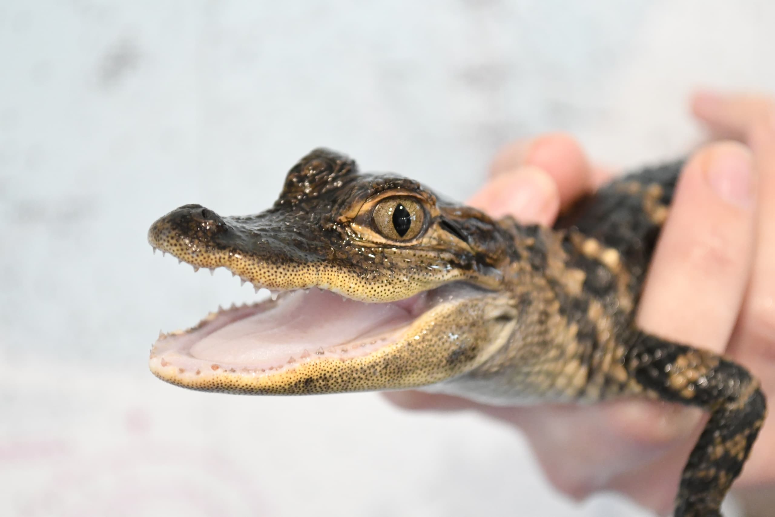 Wildlife & Education at Coastal Discovery Museum Hilton Head