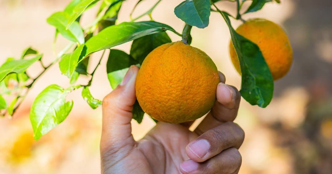 Water Activities & Farm Tours at Orange Picking Experience