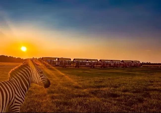 Sunset Safari and Percussion at Global Wildlife Center — 35th Anniversary Celebration photo 1