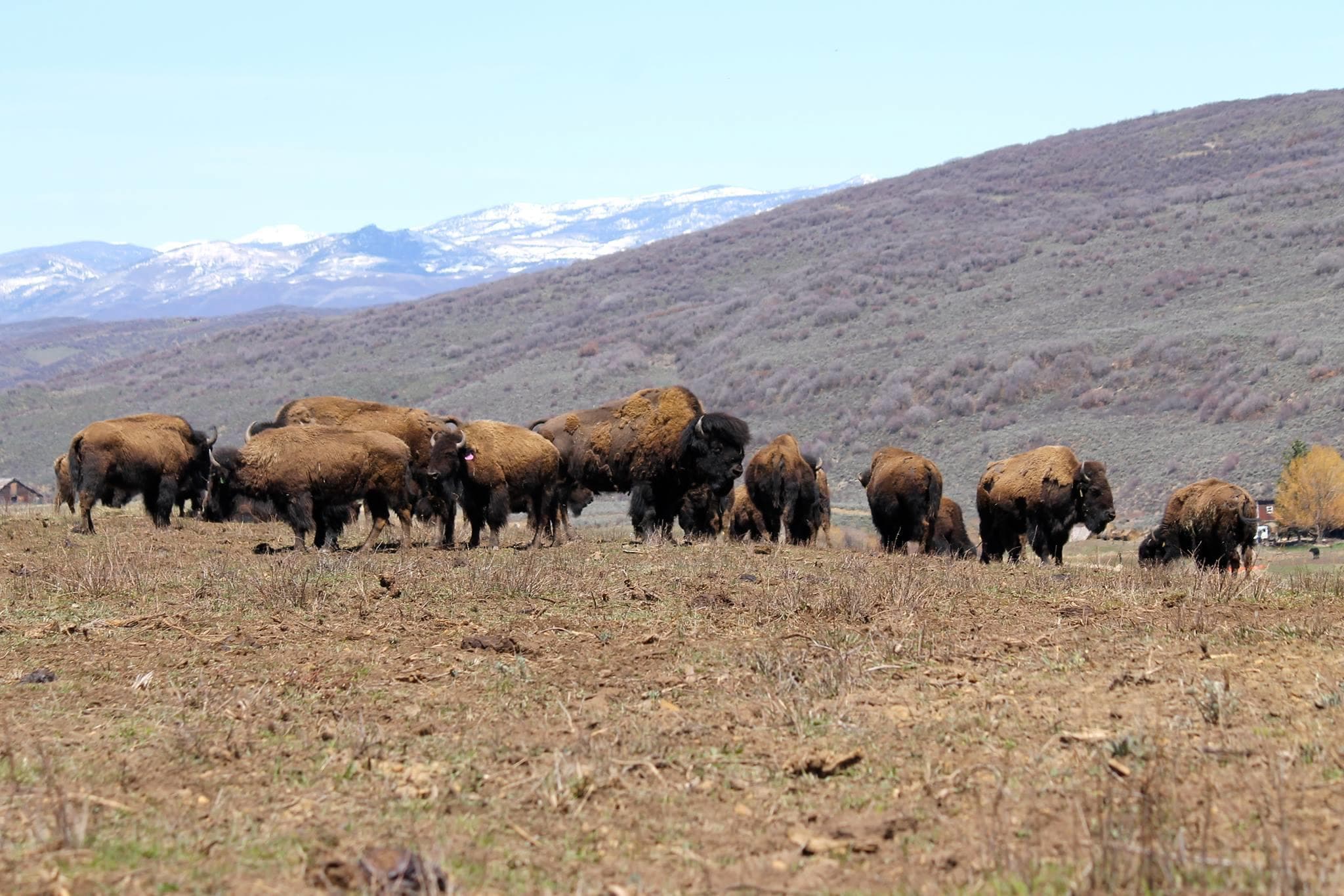 Bison herd grazing across wide grassland with distant mountains