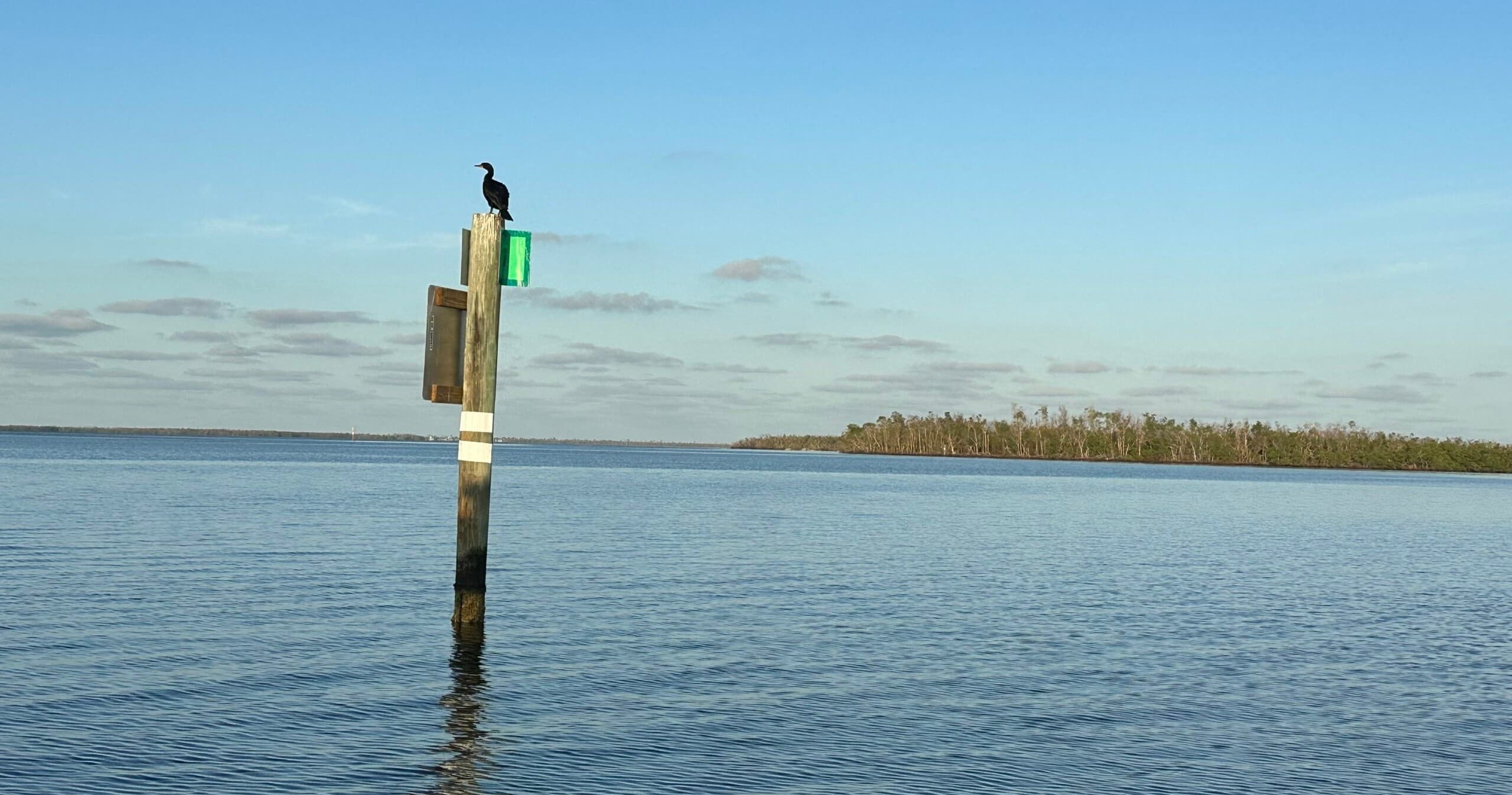 Explore Southwest Florida’s Mangrove Eco Tour: Wildlife, Dolphins & Birds