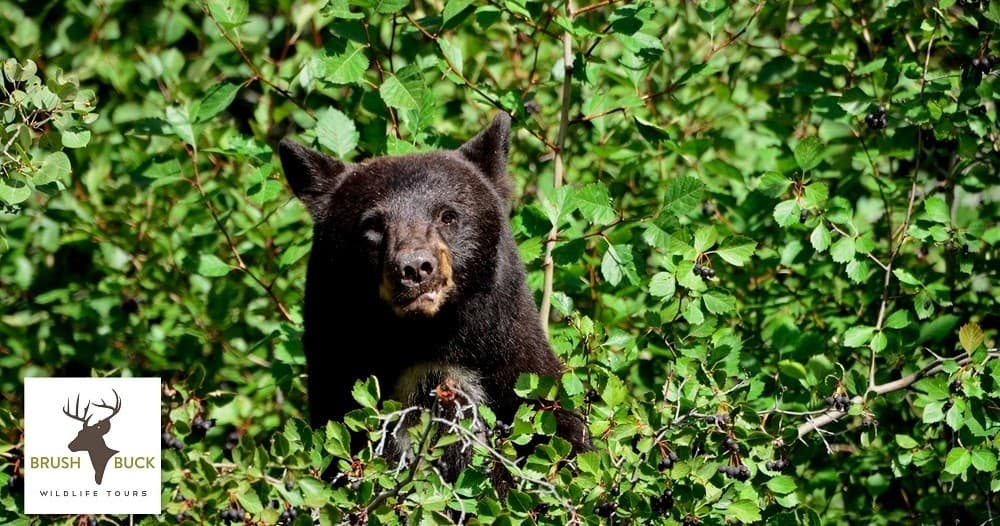 Wildlife Journey with BrushBuck in Grand Teton & Yellowstone