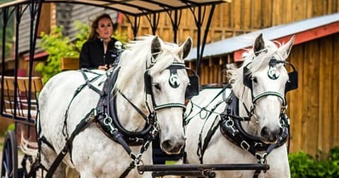 Close-up white draft horses harnessed to carriage on village street