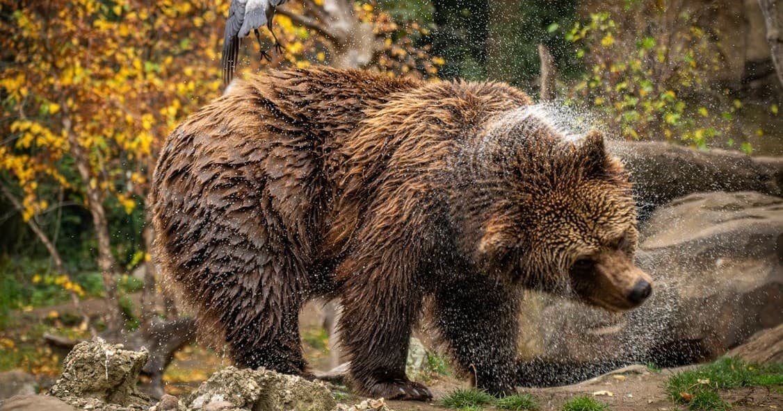 Counter Assult Bear Spray Rentals | Rentals in Bozeman | 