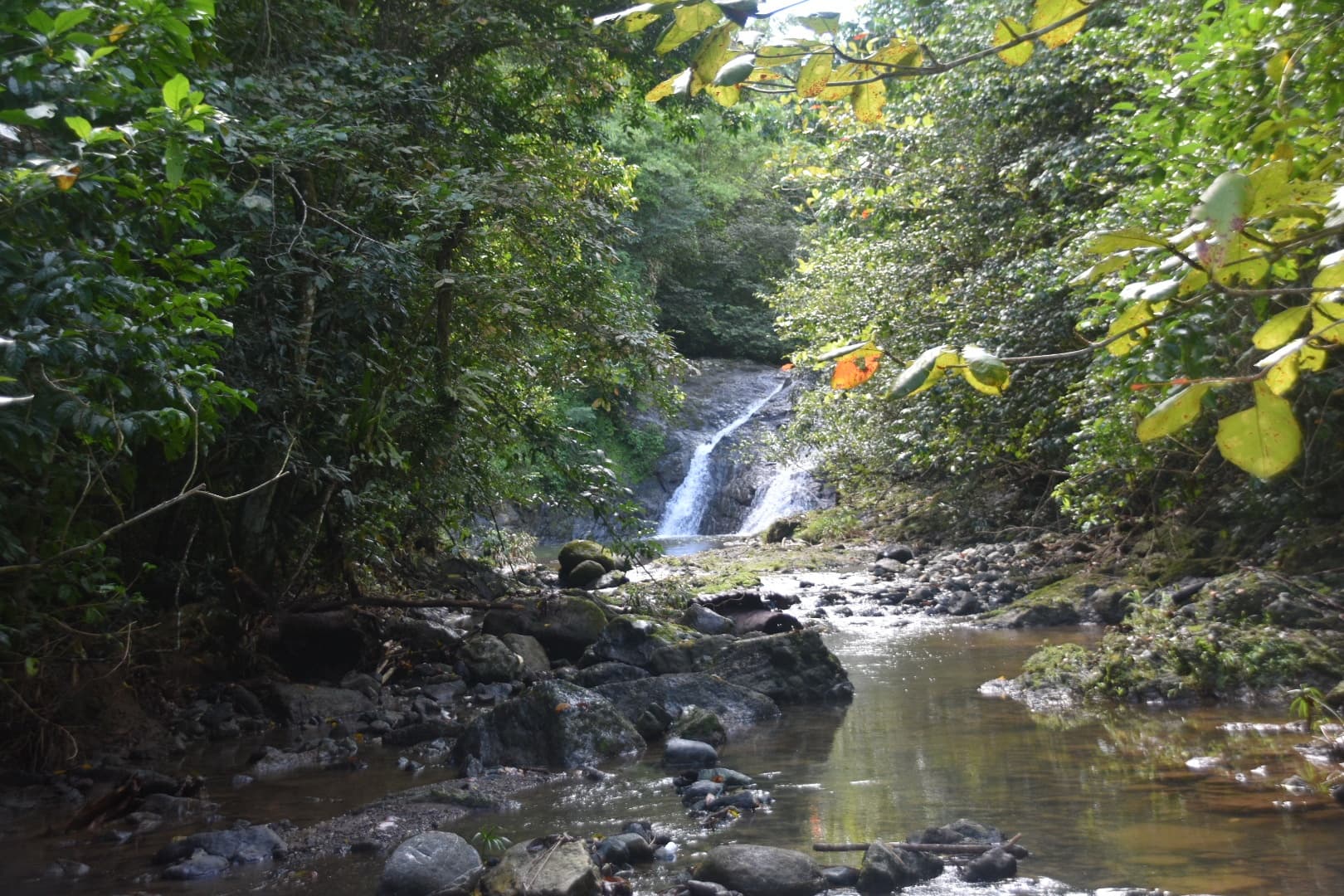 Secluded forest stream with cascading falls on jungle hike