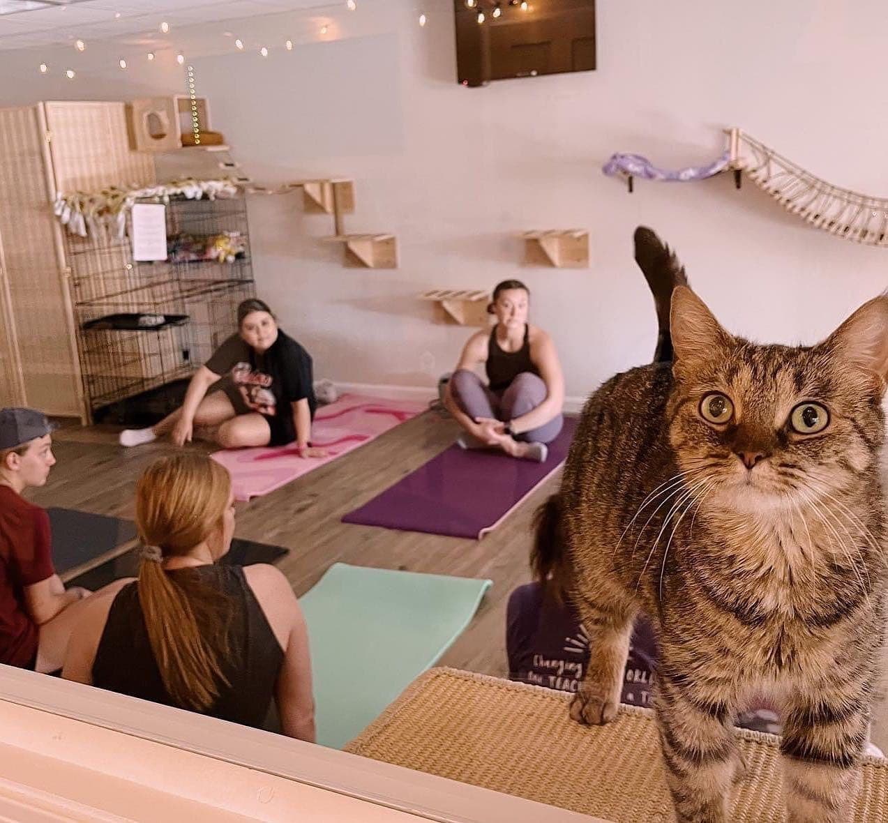 Land-Adventures at Tabby & Fido's for Cat Yoga Enthusiasts