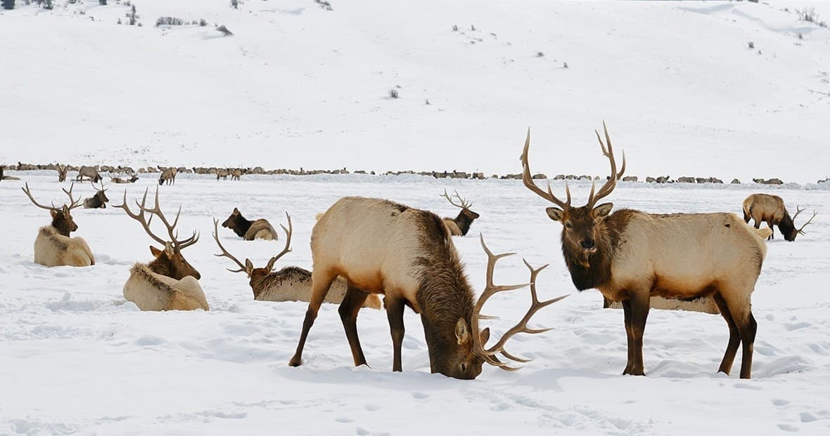 Snowshoe + Elk Sleigh Ride with Hole Hiking Experience