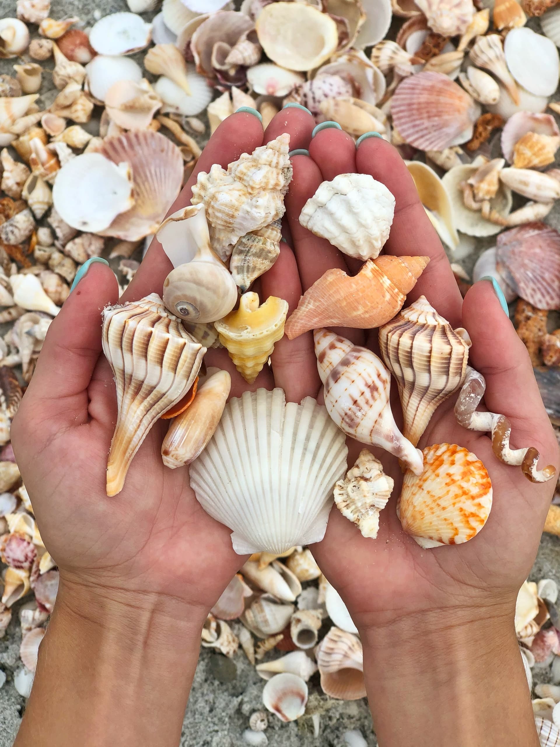 Beach & Dolphin Cruise with Adventure in Paradise Inc in Fort Myers