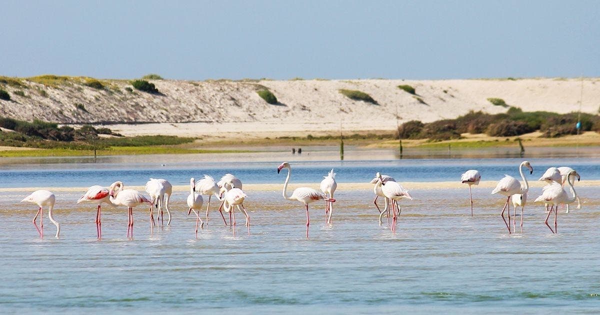 Ria Formosa Boat Trip with Passeios Ria Formosa in Tavira
