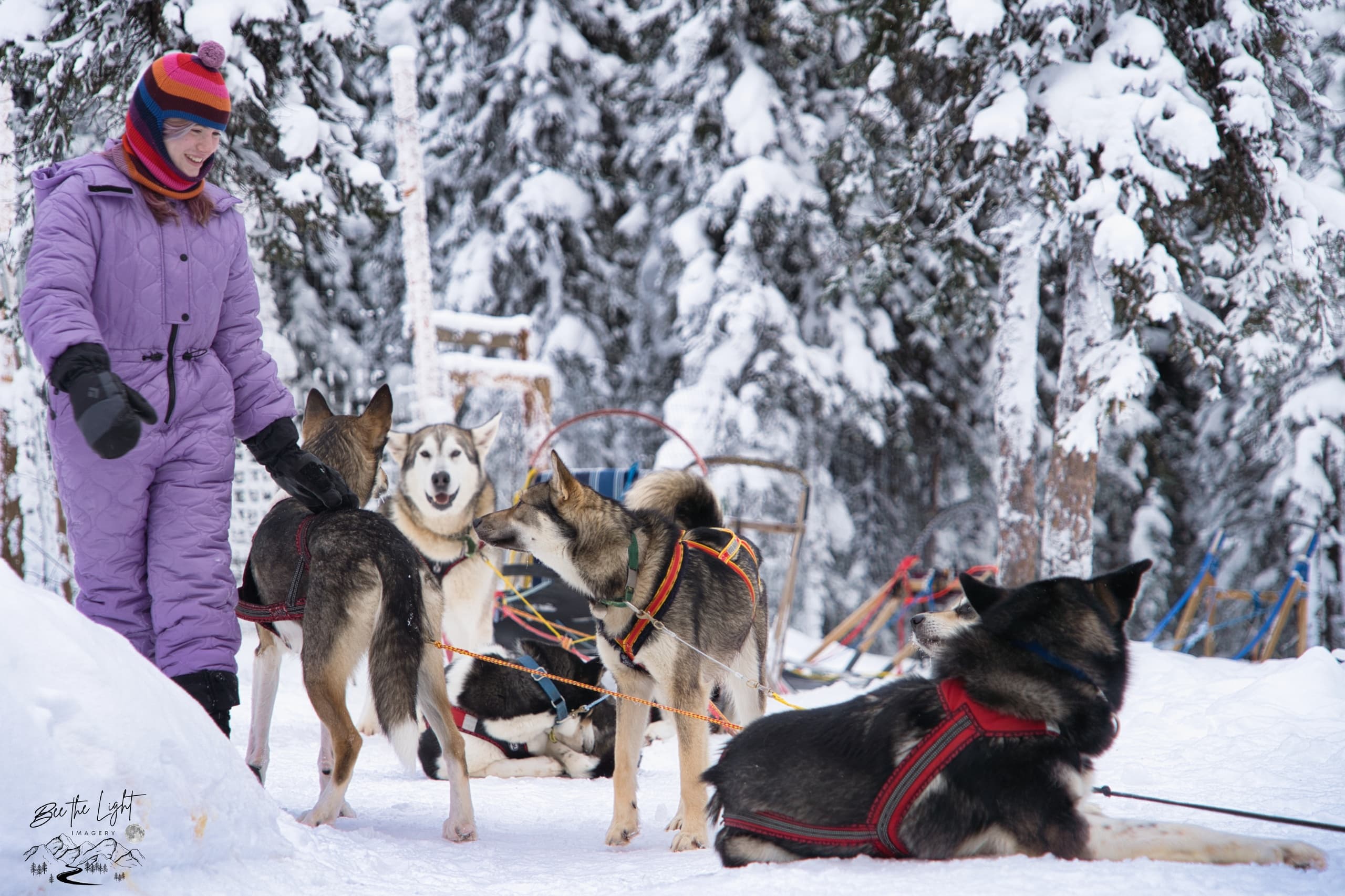 Experience the Magic of Dog Sledding in Fairbanks, Alaska: A Family-Friendly Winter Adventure