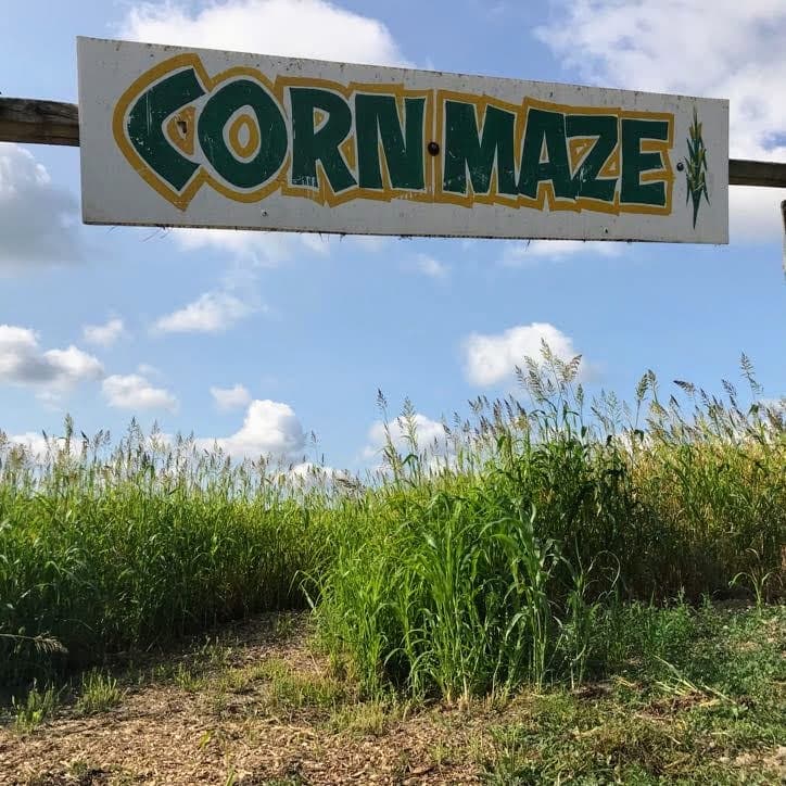Navigate the Thrilling Corn Maze Challenge at Colin Campbell's Orchards in Carrying Place