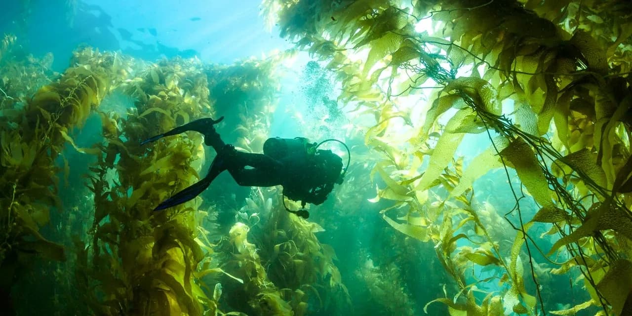 Private Point Lobos Two Dive Guided Tour in Monterey