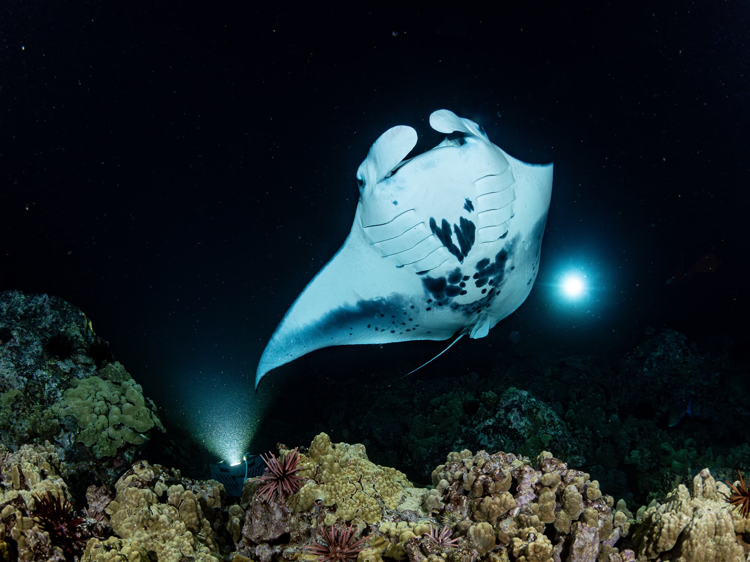 Manta Night Dive Adventure with Jack's Diving Locker in Kona
