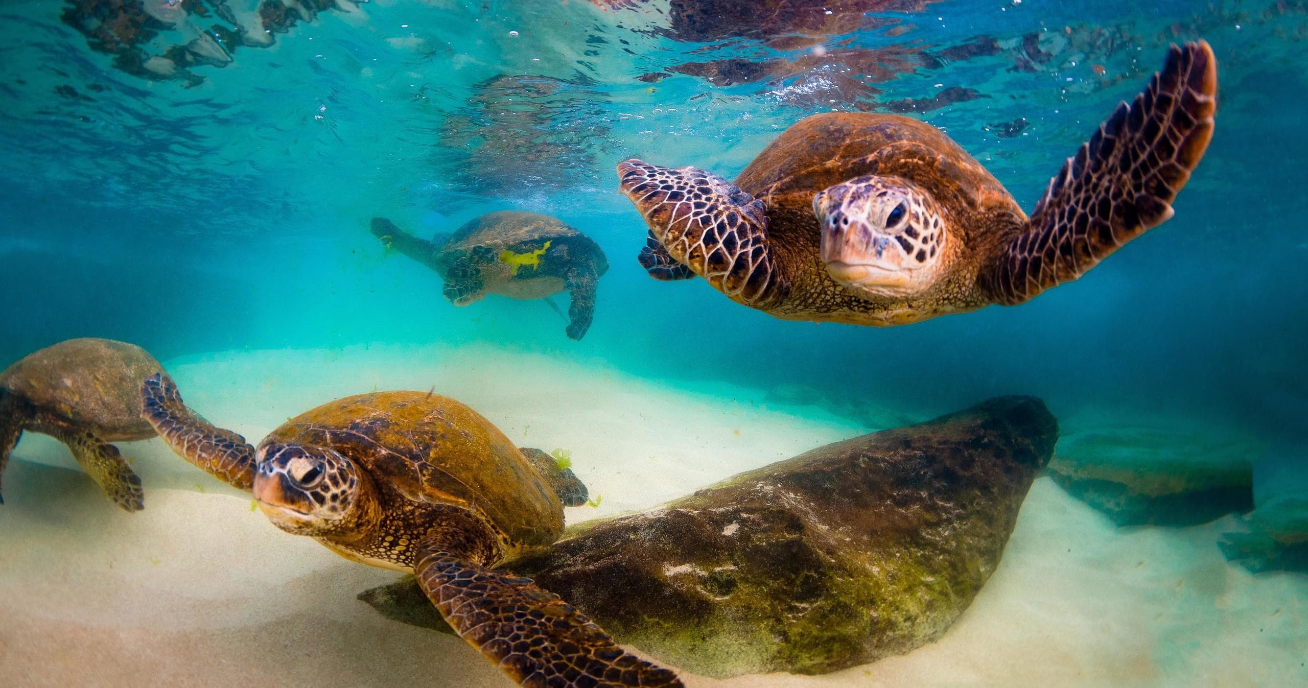 Green sea turtles gliding over reef in shallow Hawaiian waters