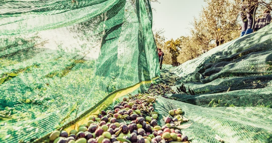 Olive Picking & Tasting with Farm Experiences & Tours in Gingil