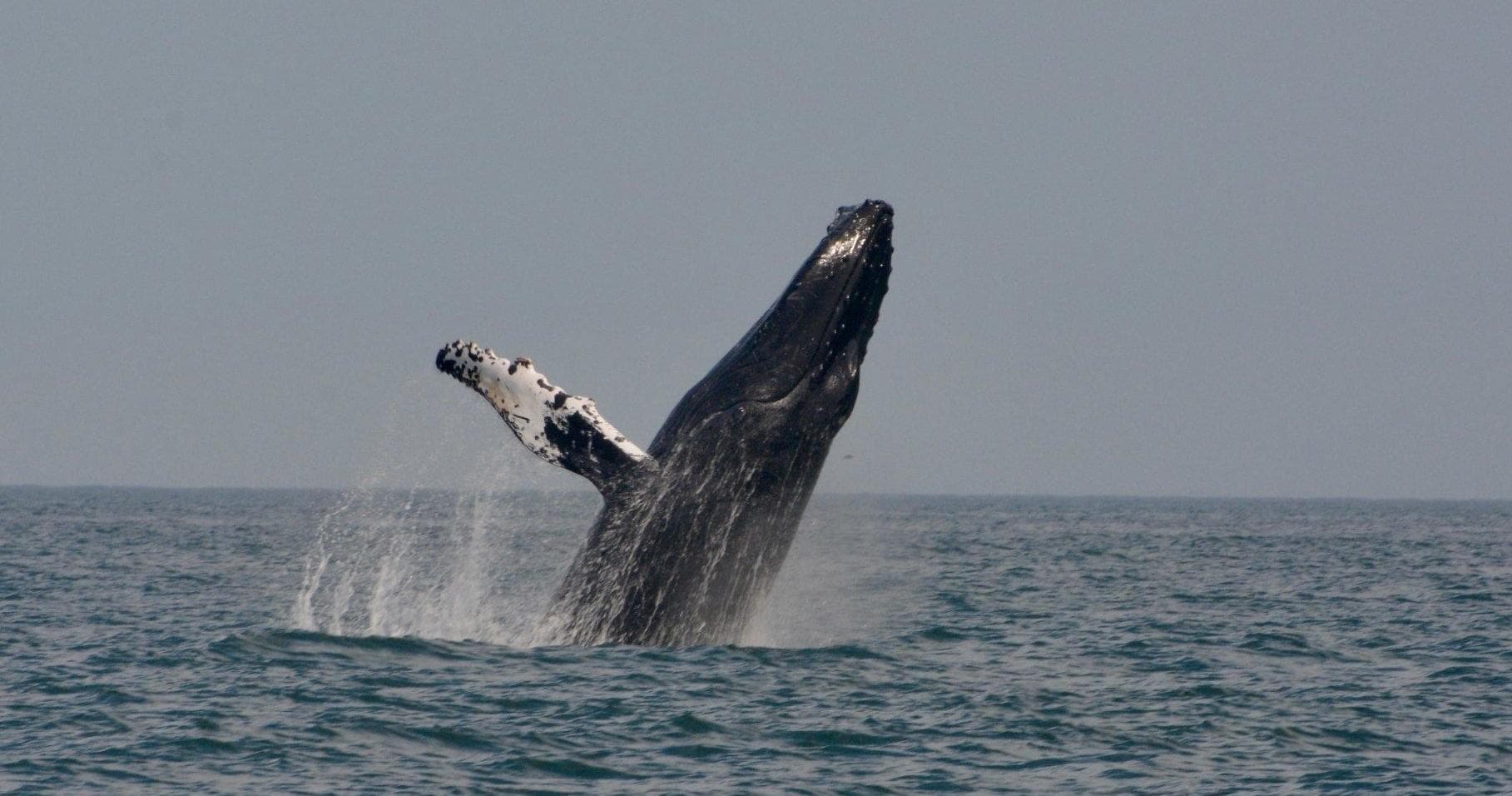 Bay of Fundy Whale & Wildlife Cruise by Quoddy Link Marine