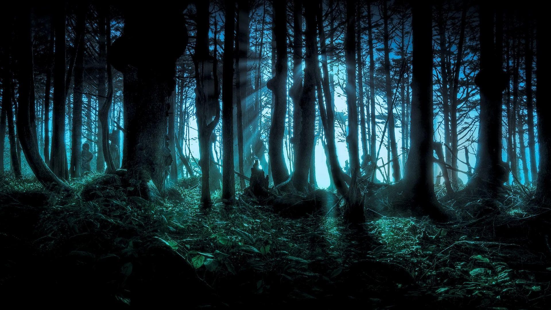 Moonlit eerie forest with foggy trees for nighttime hiking tours