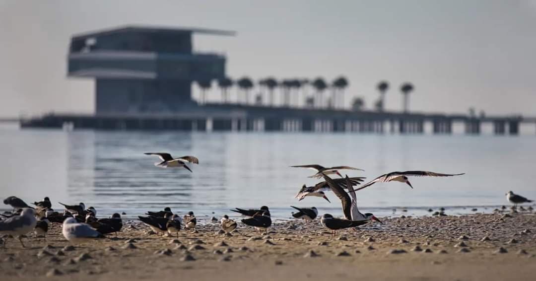 Walking With Wildlife at Tampa Bay Watch, St Pete Pier