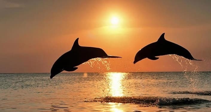 Silhouette dolphins jumping at sunset over tropical sea horizon