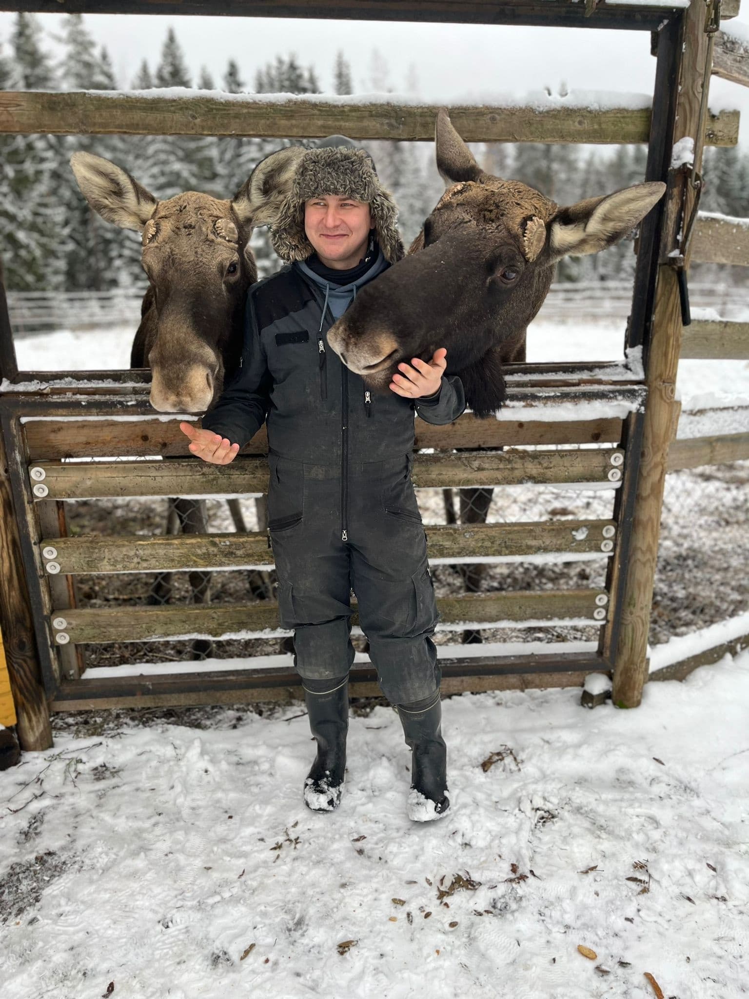 Wildlife Encounters at Ravintola Hirvikartano Near Himosvuori