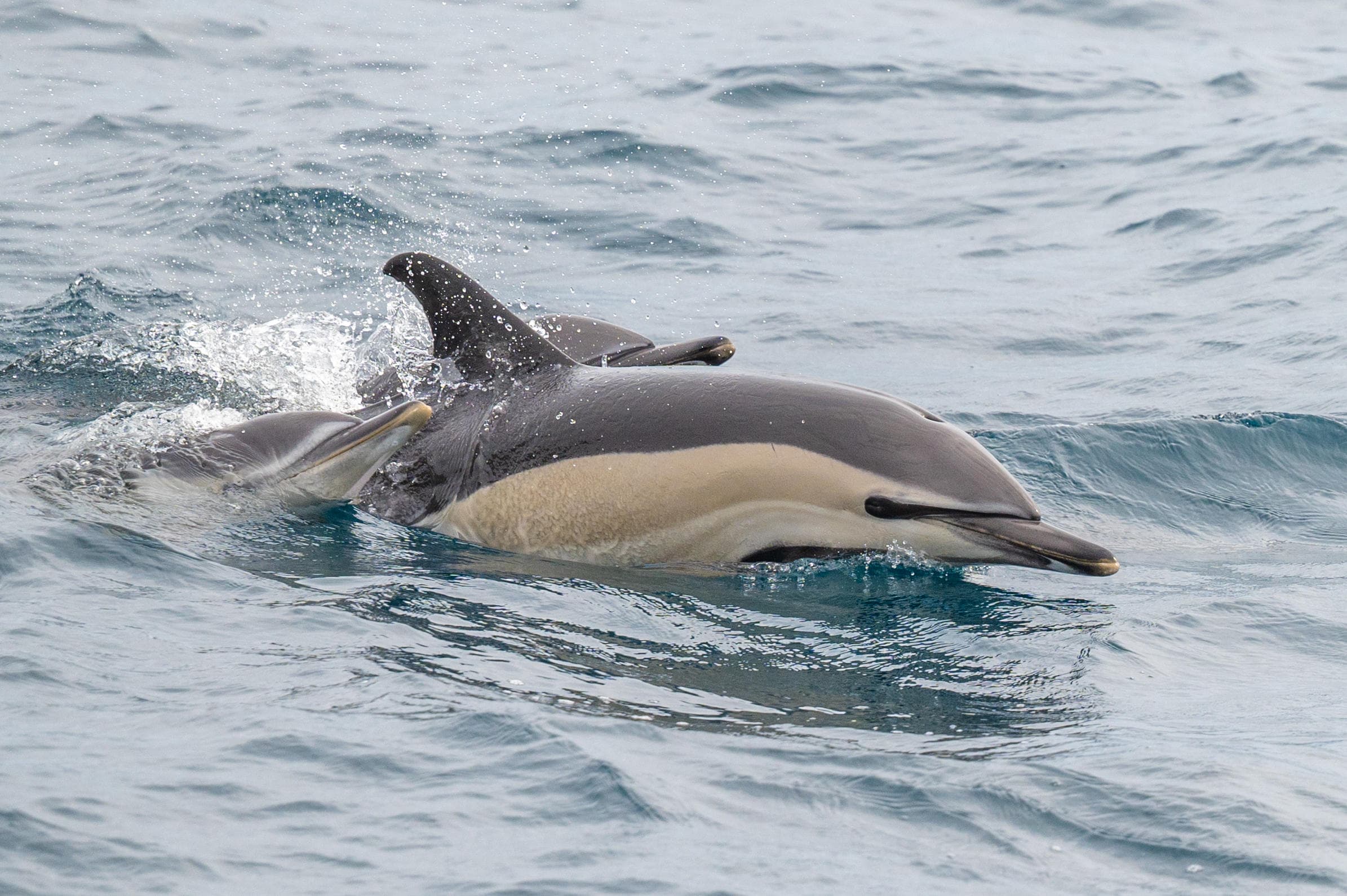 Pelagic Wildlife Adventure Watching in Virginia Beach