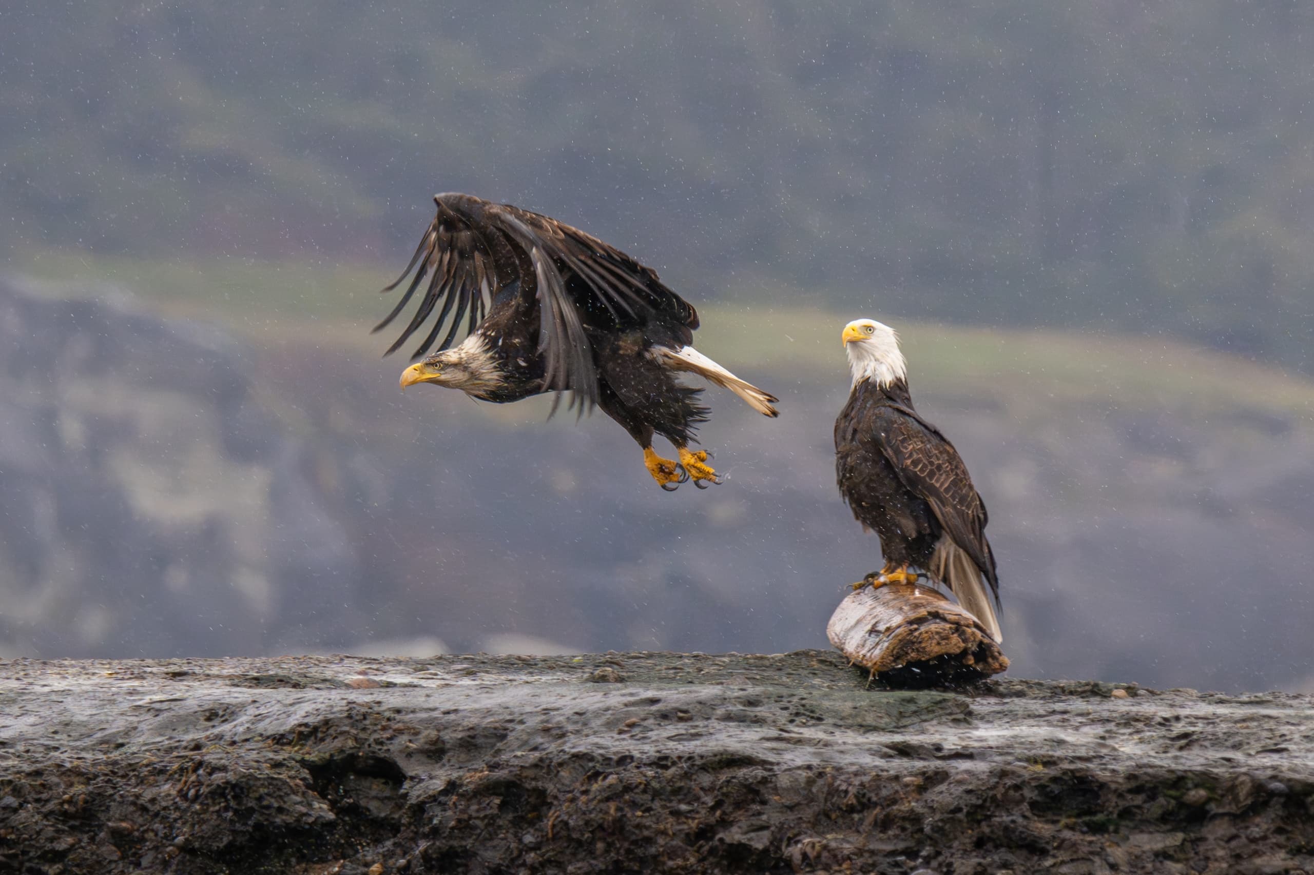 Chasing the Spawn: Pacific Herring Photography Tour from Comox photo 3