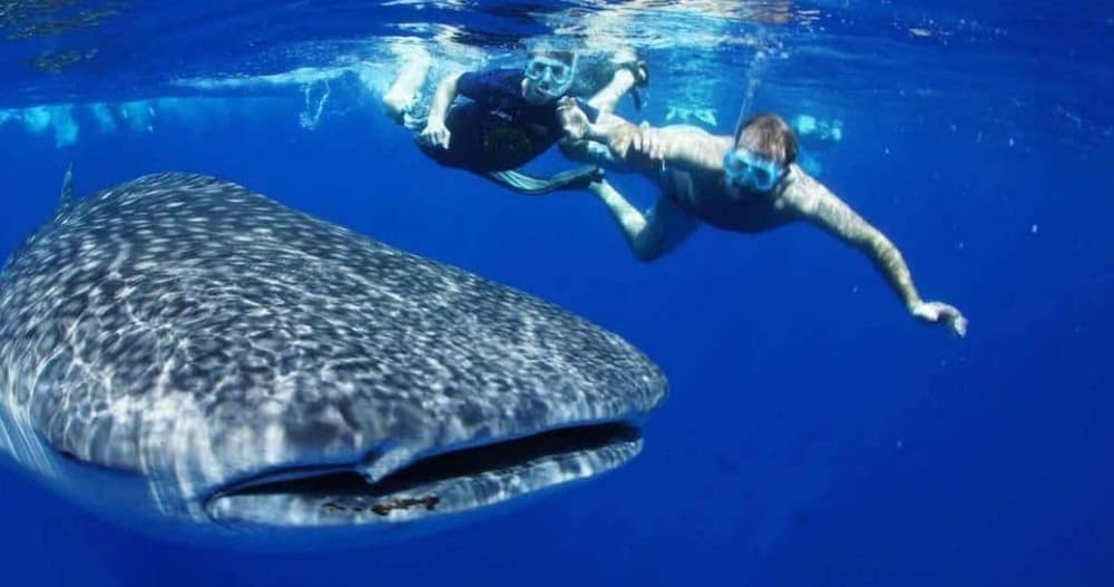 Swimmers snorkeling with whale shark in open blue ocean