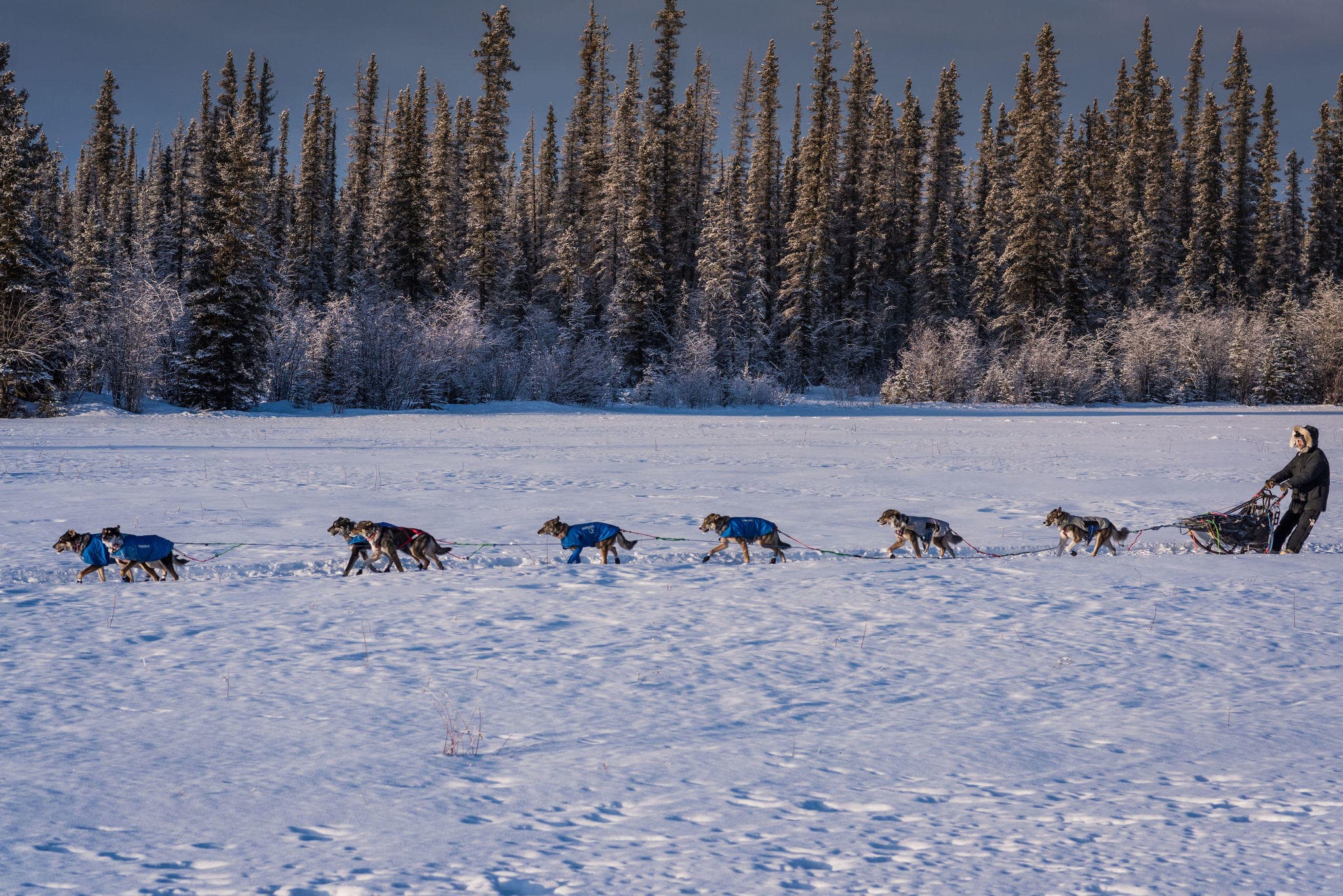 Dog sled team racing across snowy tundra with forest backdrop