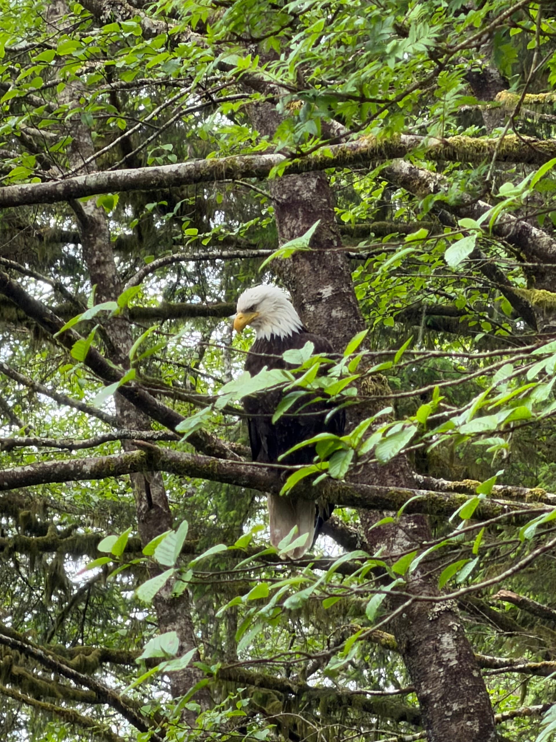 Rainforest Trails and Bear Country: Guided Hikes with Private Tours in Sitka, Alaska