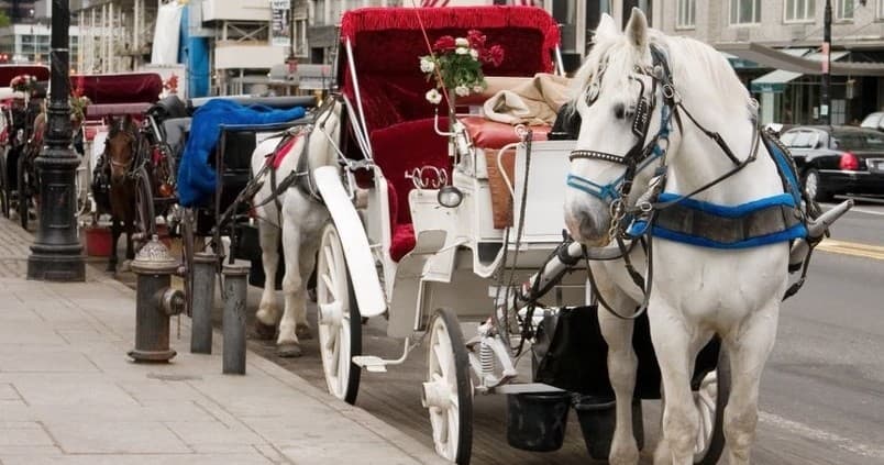 Central Park Horse-Drawn Carriage Rides by Liberty Carriage Tours