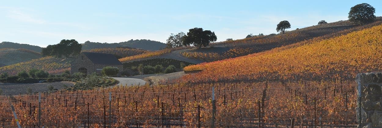 Vineyard hills with autumn foliage, tasting tour scenery