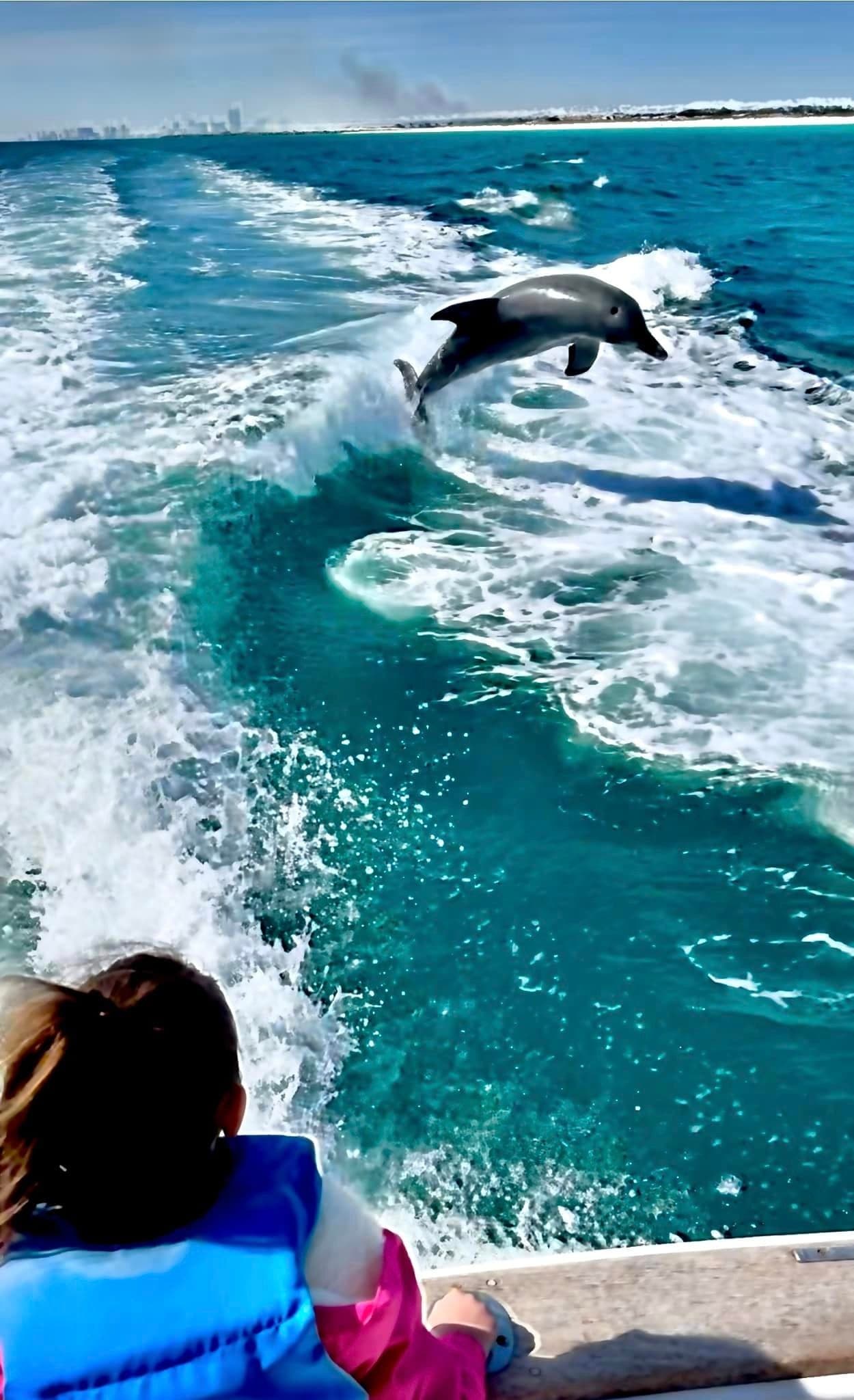 Dolphin Tour Adventure in Panama City, Florida