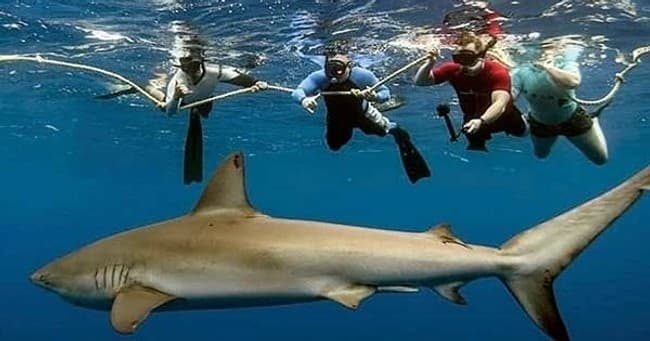 Shark Cage Diving with Ocean Addict in Haleiwa