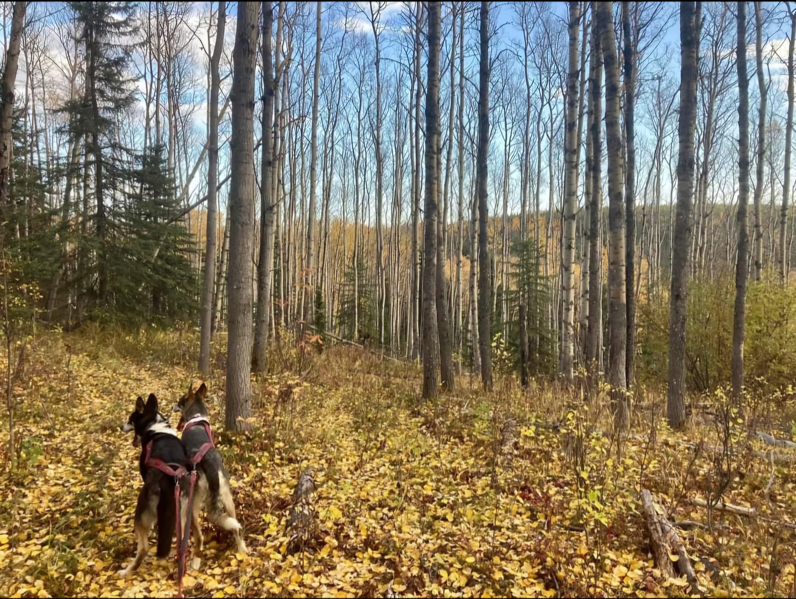Experience the Ultimate Husky Hike & Forest Adventure in Fairbanks, Alaska