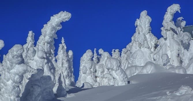 Snow Limo Tours fleet