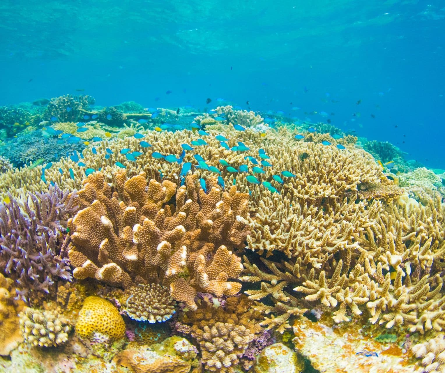 Reef Eco Tour with Grand Slam Fishing Charters in Turks & Caicos