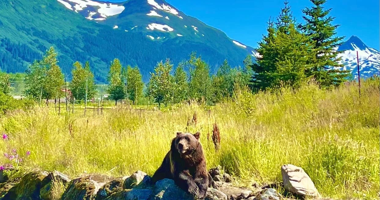 Wildlife Viewing with Escaping Anchorage LLC in Alaska