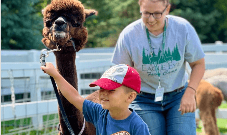 Child leading an alpaca on leash at family farm event