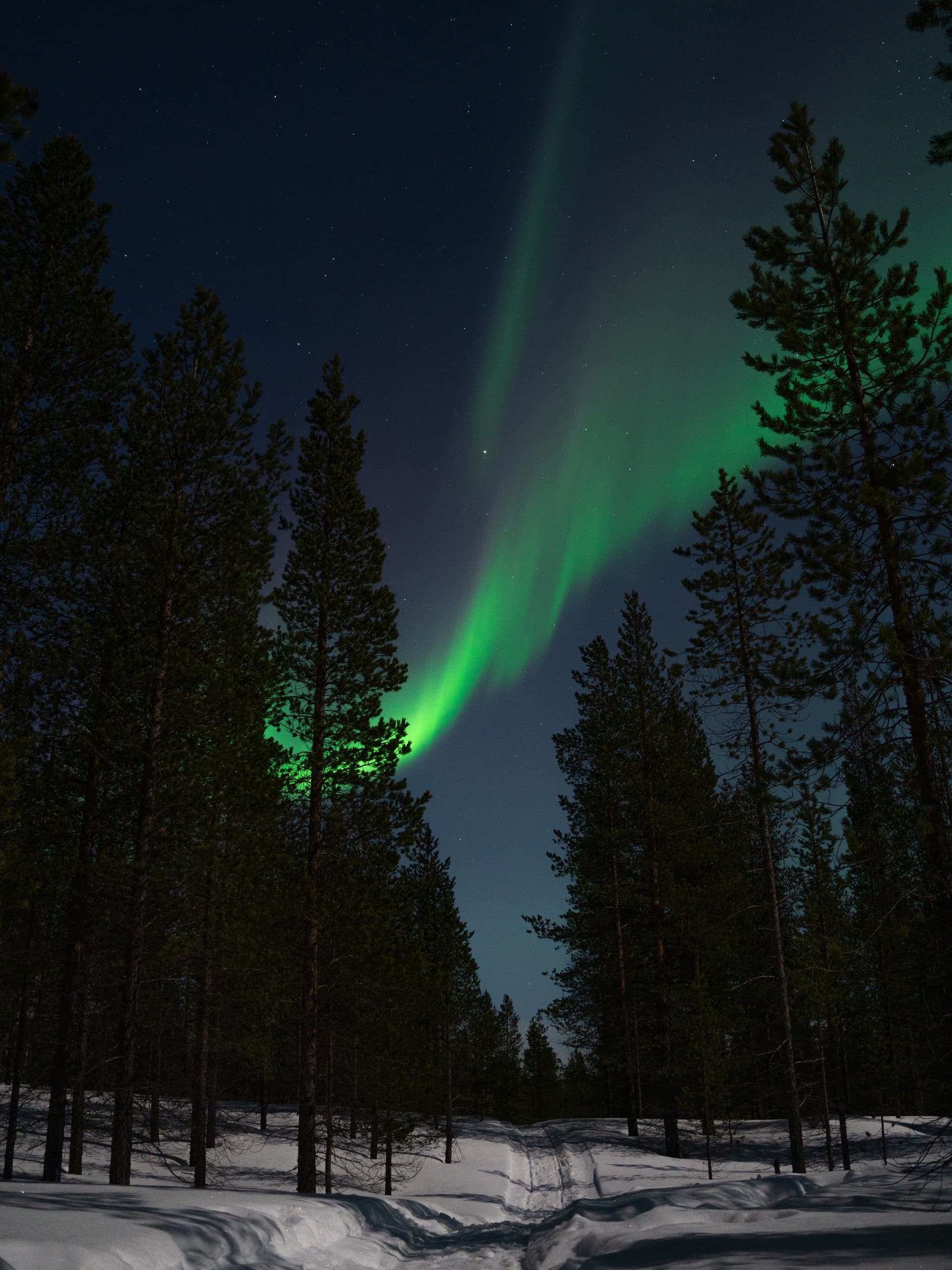 Night Walk with Taïmyr Dogs in Inari — Arctic Dog-Walking Under the Aurora photo 2