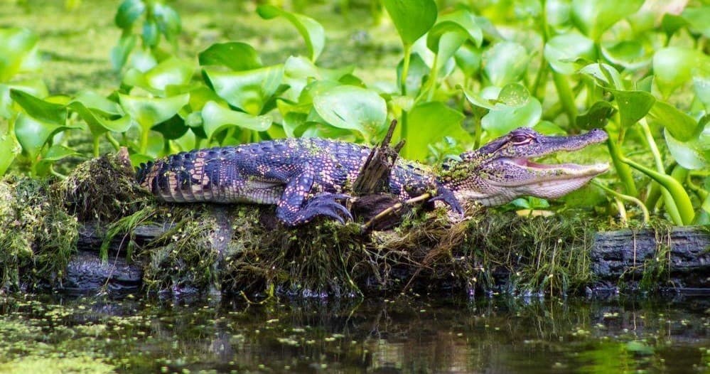 Alligator basking on log amid water hyacinth in swamp