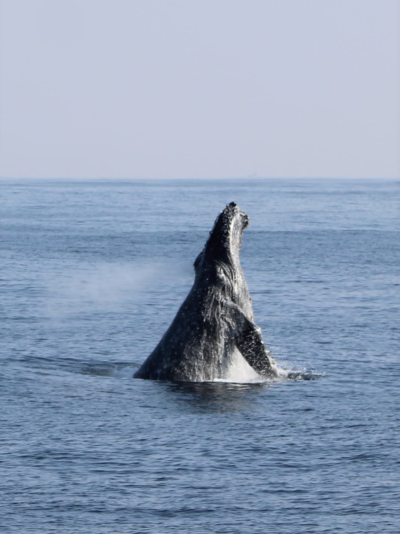 San Diego Whale Watch: Premier Boat Tour Adventure