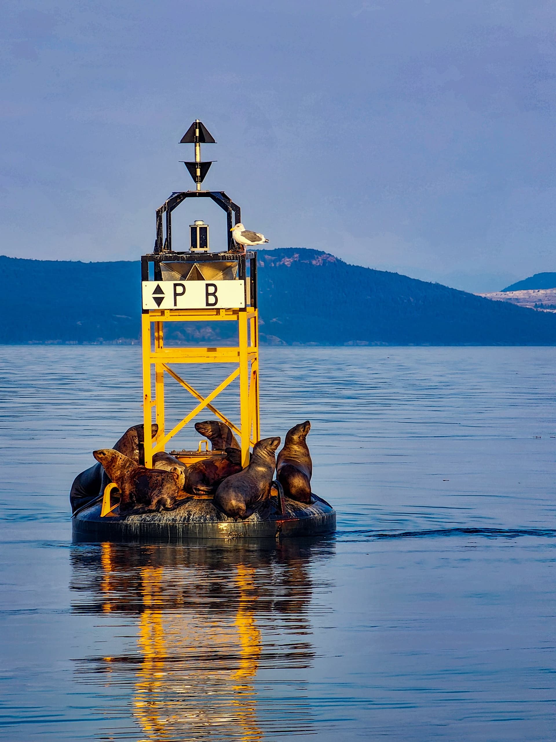 Water Activities & Eco-Tour: Comox Valley Water Sports