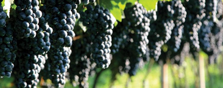 Private Wine Tour with Silk Road Transportation in Solvang