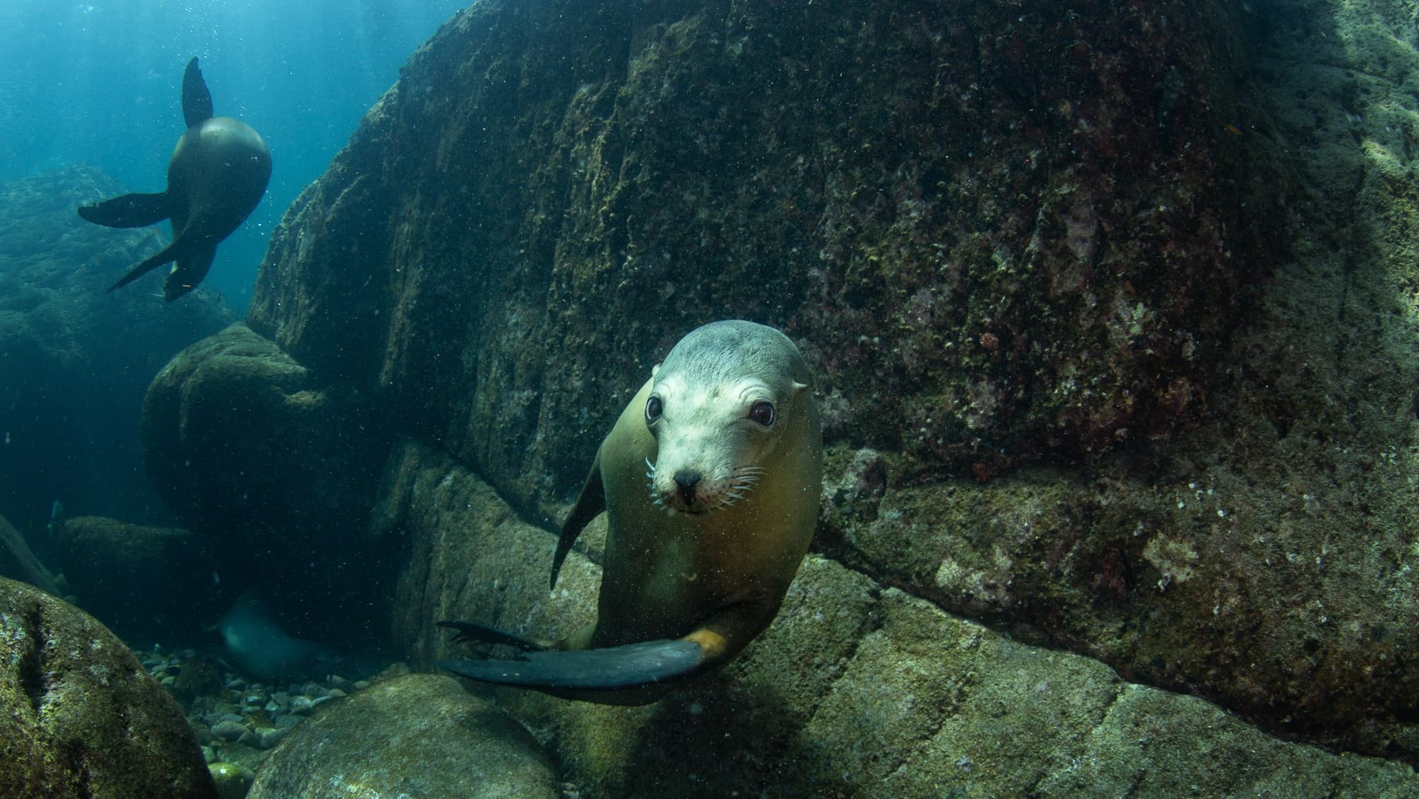 Sea Lions & Paddleboard Adventure with Eco Migrations in La Paz